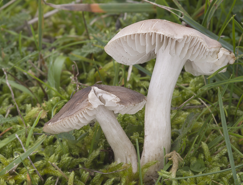 Dermoloma cuneifolium